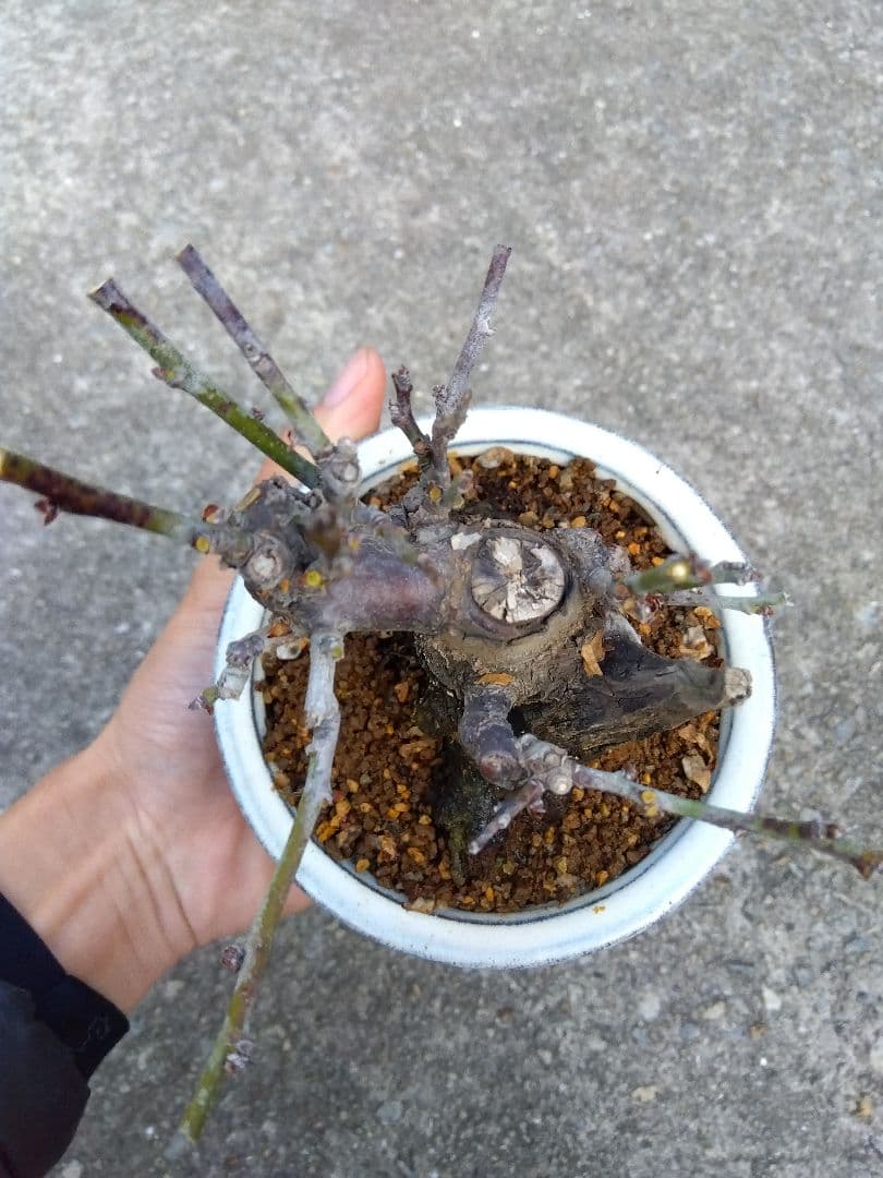 野梅 盆栽 3.5号陶器鉢つき コンパクト造り込み個体❗ し - メルカリ