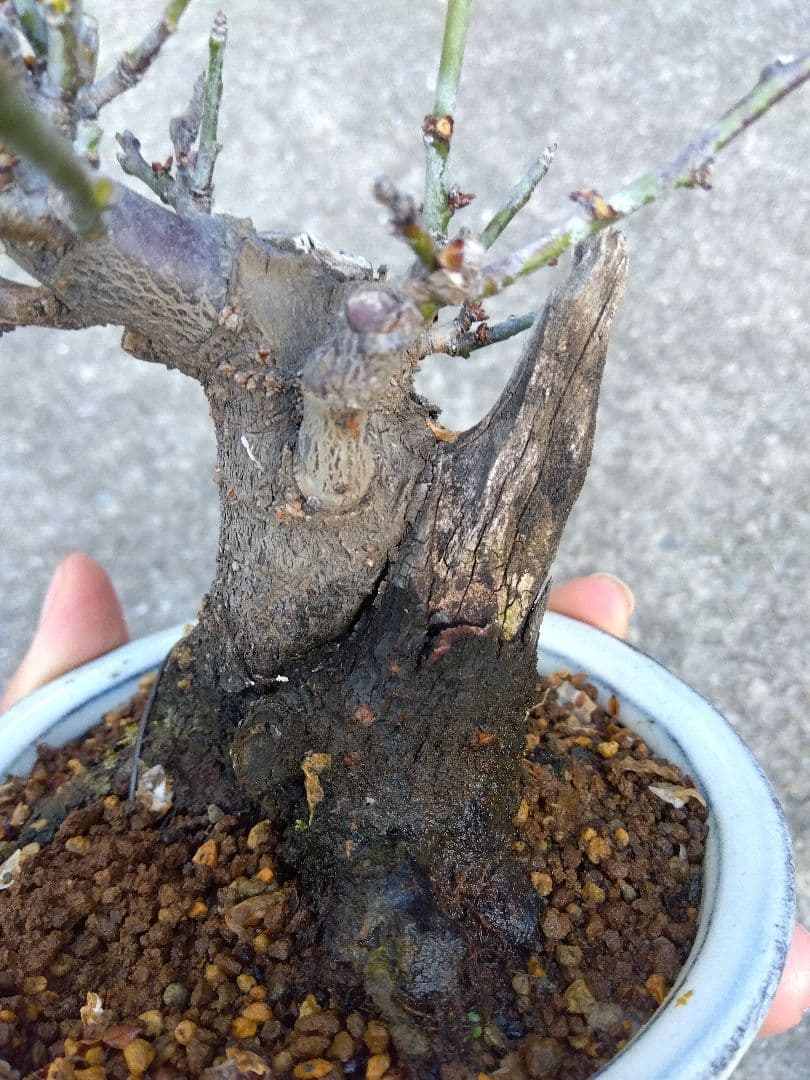 野梅 盆栽 3.5号陶器鉢つき コンパクト造り込み個体❗ し - メルカリ