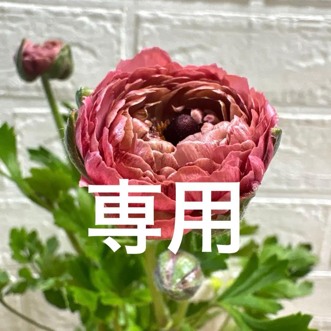 現品】ラナンキュラスラックス♡イカロス♡3.5号ロング♡ポットごと