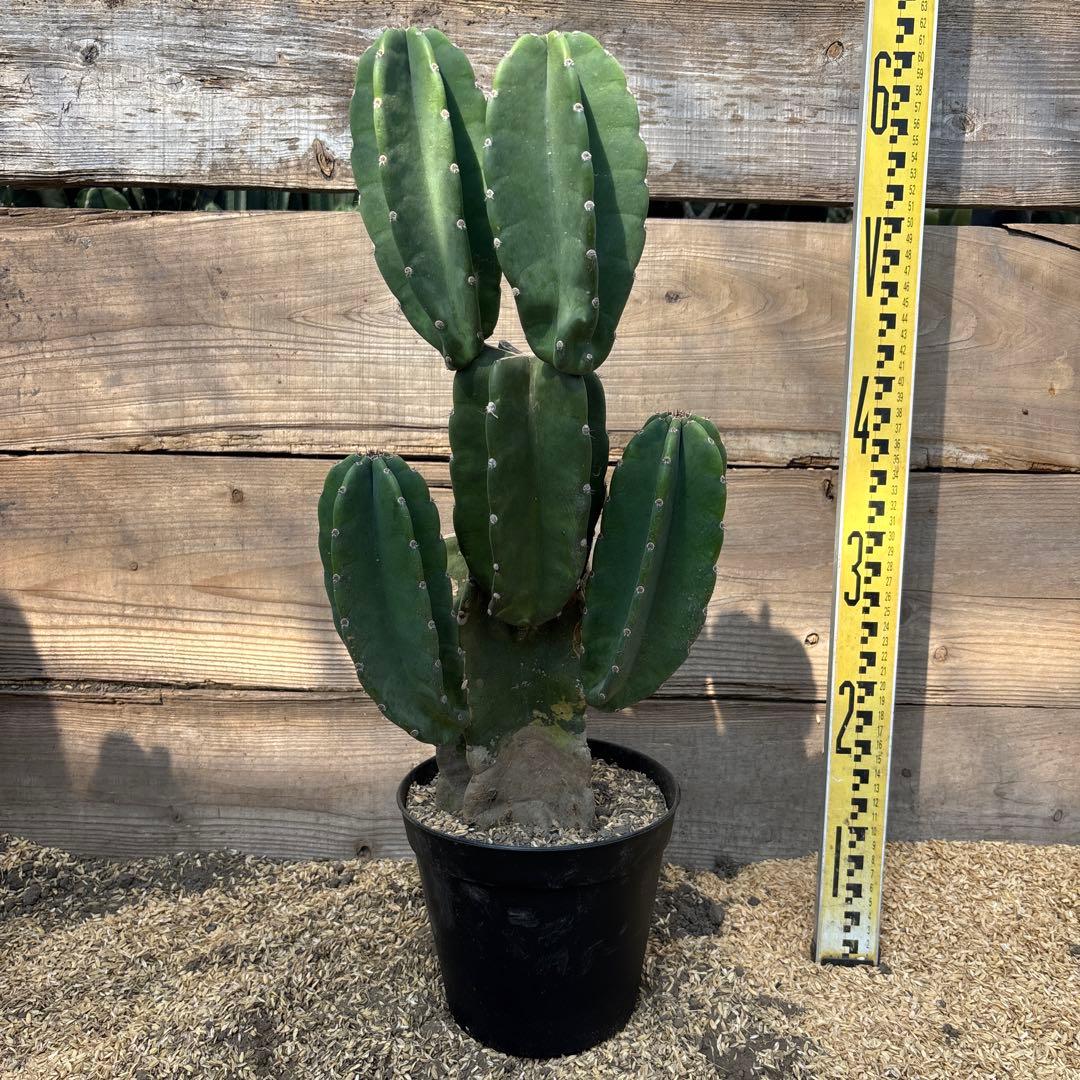 即購入OK越冬済 柱サボテン 鬼面角 発根 ドライガーデン ロック