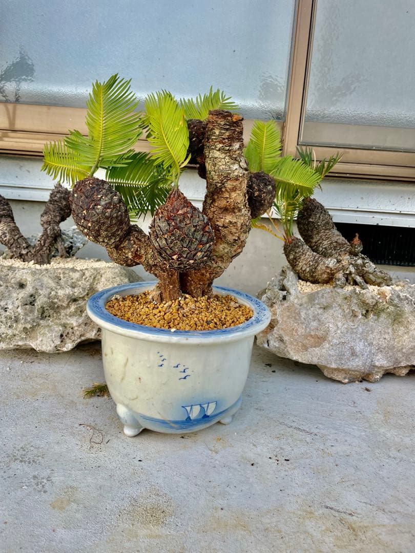 蘇鉄 ソテツ 盆栽 松肌 - メルカリ