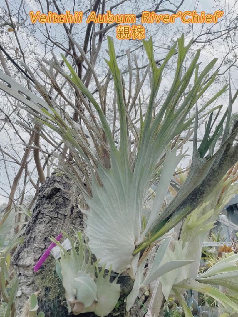 初上陸・最高峰」ビカクシダ AR x AR x AR spore 交配品種 - メルカリ