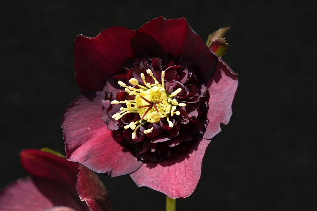 クリスマスローズ 認定！アンティークモーリー 加藤農園 - メルカリ