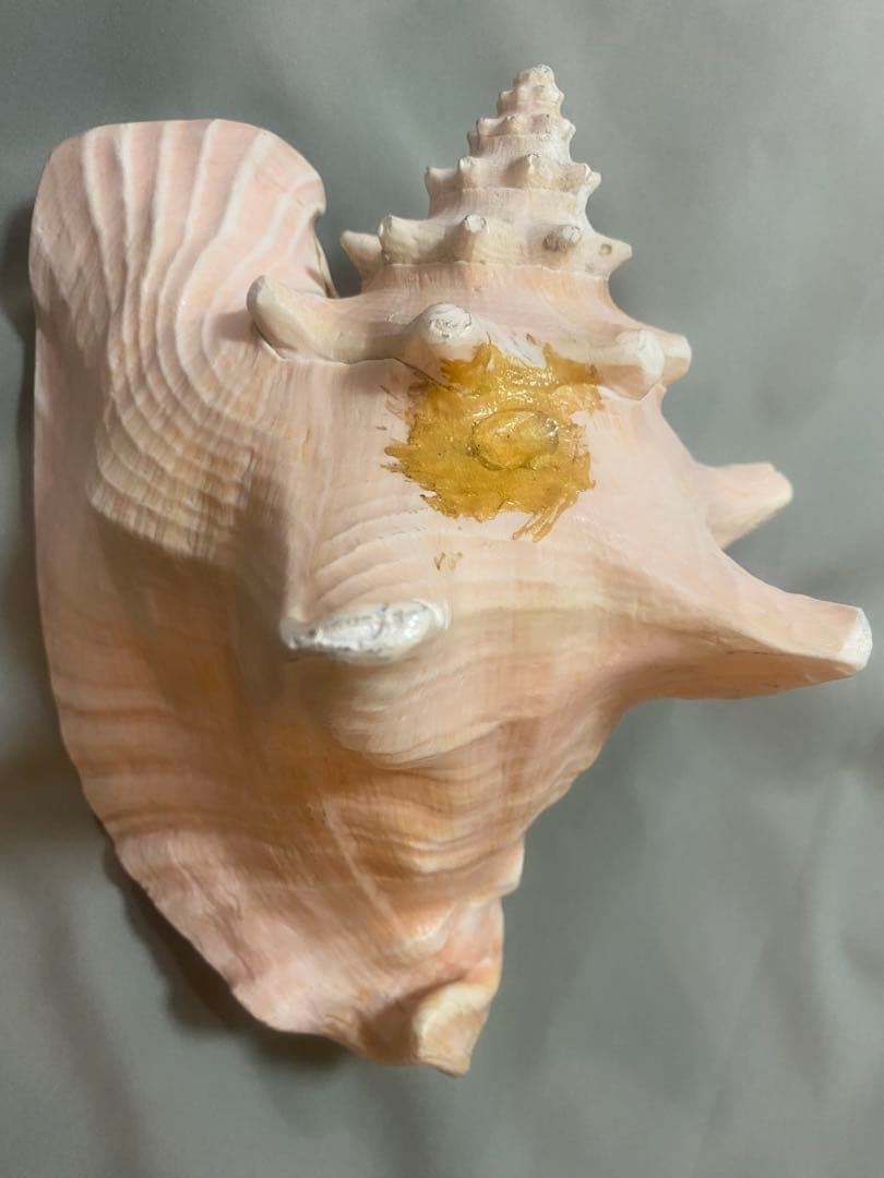 コンク貝 ピンク貝 オブジェ 法螺貝 貝殻 ほら貝 ピンク - メルカリ