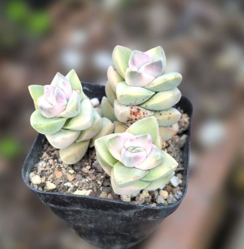 多肉植物♡ピンクが可愛い♪紀の川錦（抜き苗） - メルカリ