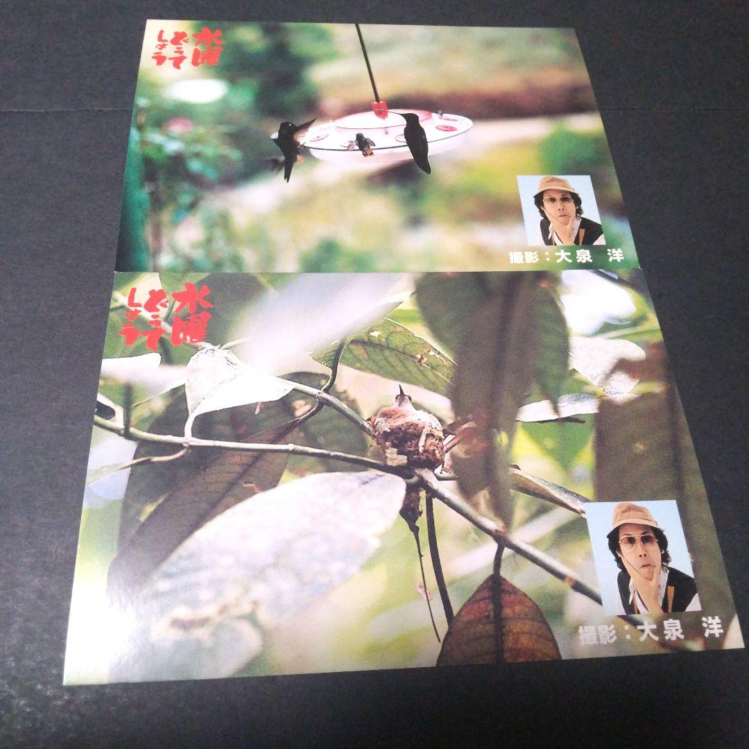 大泉洋 水曜どうでしょう コスタリカポストカード - メルカリ