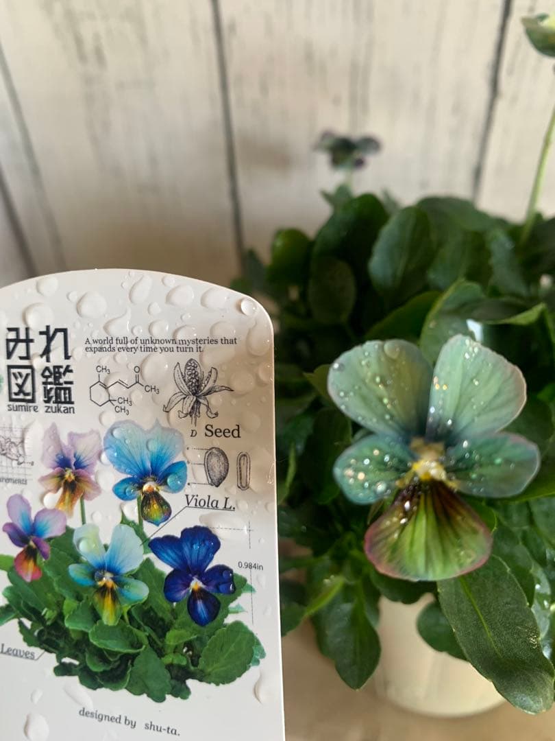 わ*び様 すみれ図鑑　1苗 他