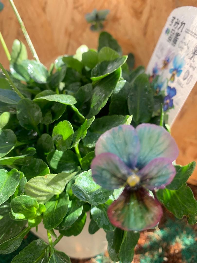 わ*び様 すみれ図鑑　1苗 他