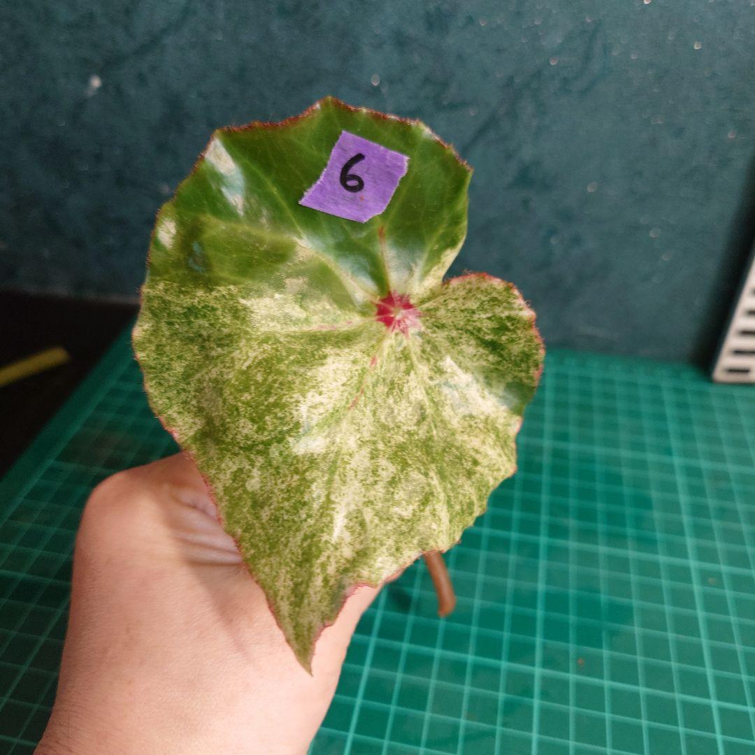 ベゴニア ルージュバリエガータ6 - メルカリ