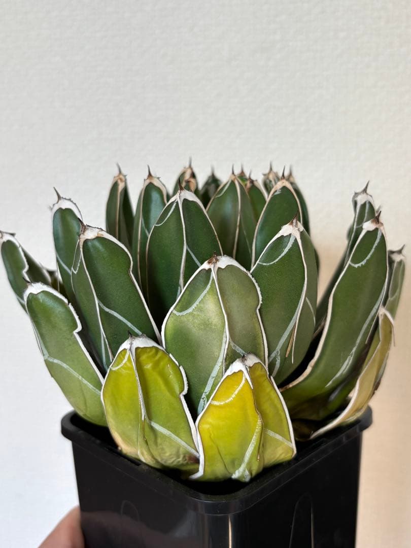 アガベ 笹の雪 ビクトリアレジーナ ダルマ ベアルート - メルカリ