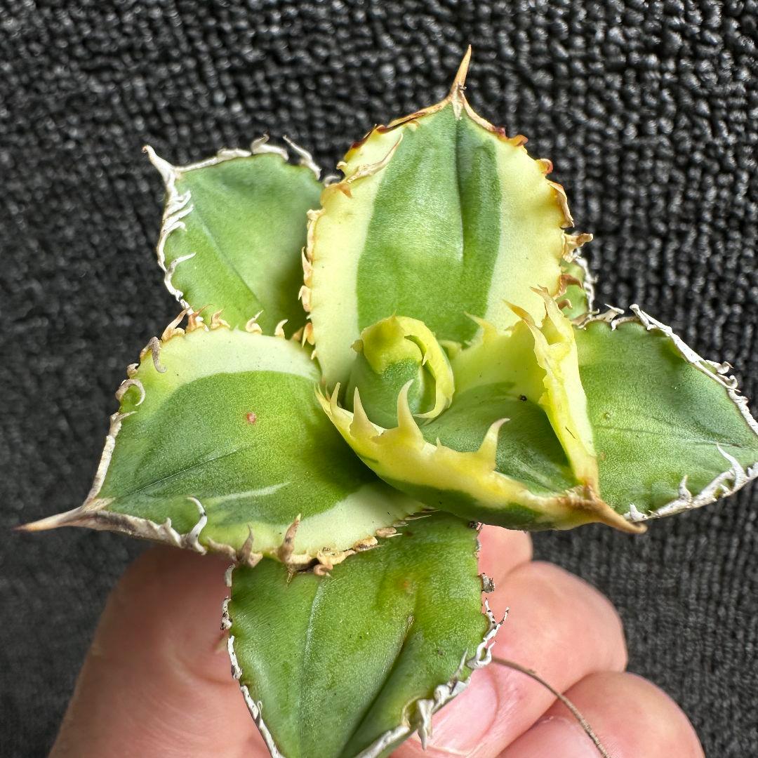 2009アガベ チタノタ 大白鯊錦 覆輪斑 精選子株 強白棘 狂棘 - メルカリ