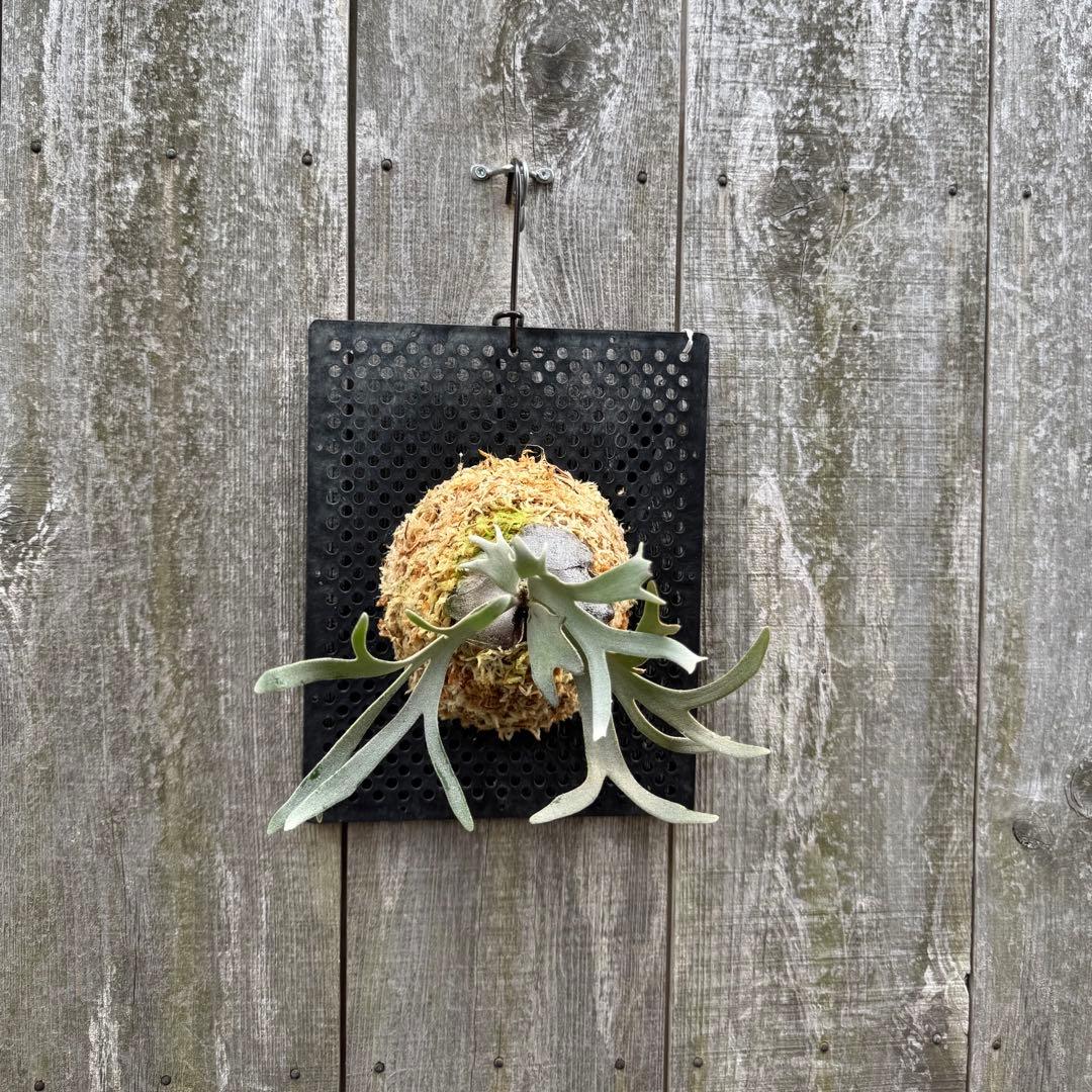 P. willinckii \"Linea\" 流線 (pup)