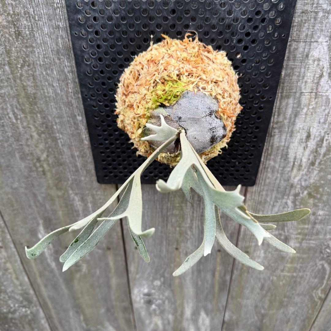 P. willinckii \"Linea\" 流線 (pup)