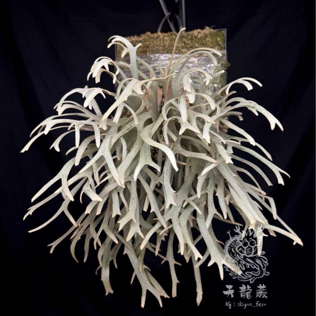 P. willinckii \"Linea\" 流線 (pup)