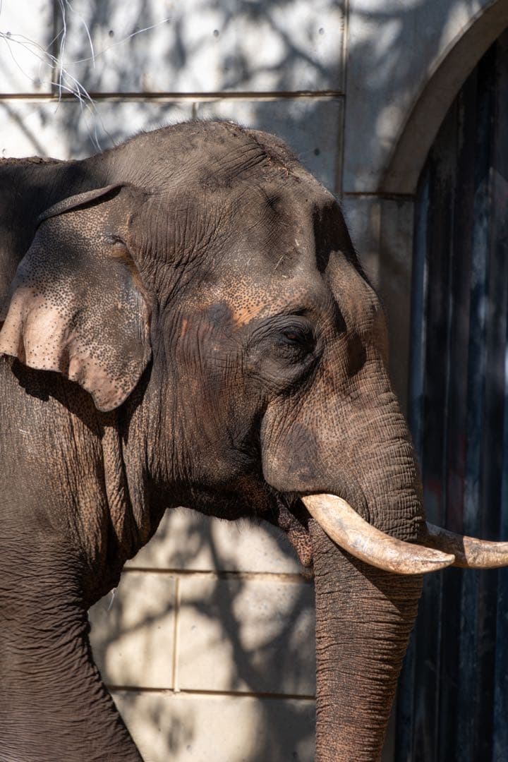 デジタルカメラ TAMRON 18-300mm F/3.5-6.3 Di III-A VCVXD