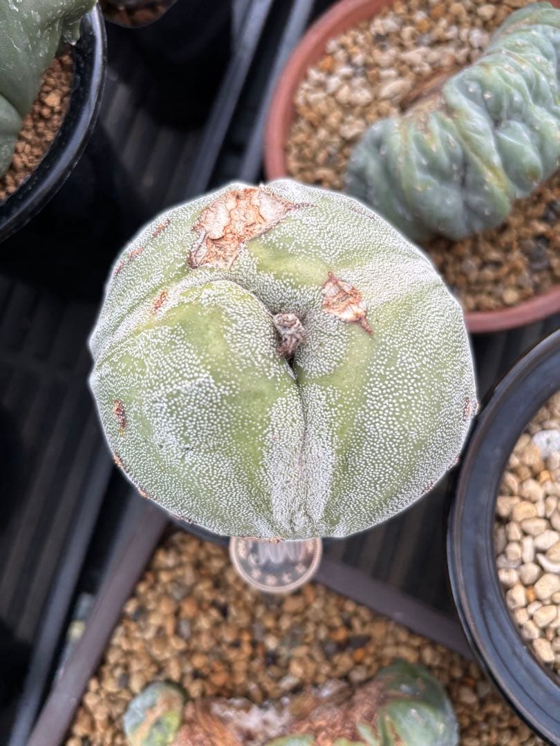 変わりランポー アストロフィツム四角鸞鳳玉（シカクランポー玉）の基本情報・育て方