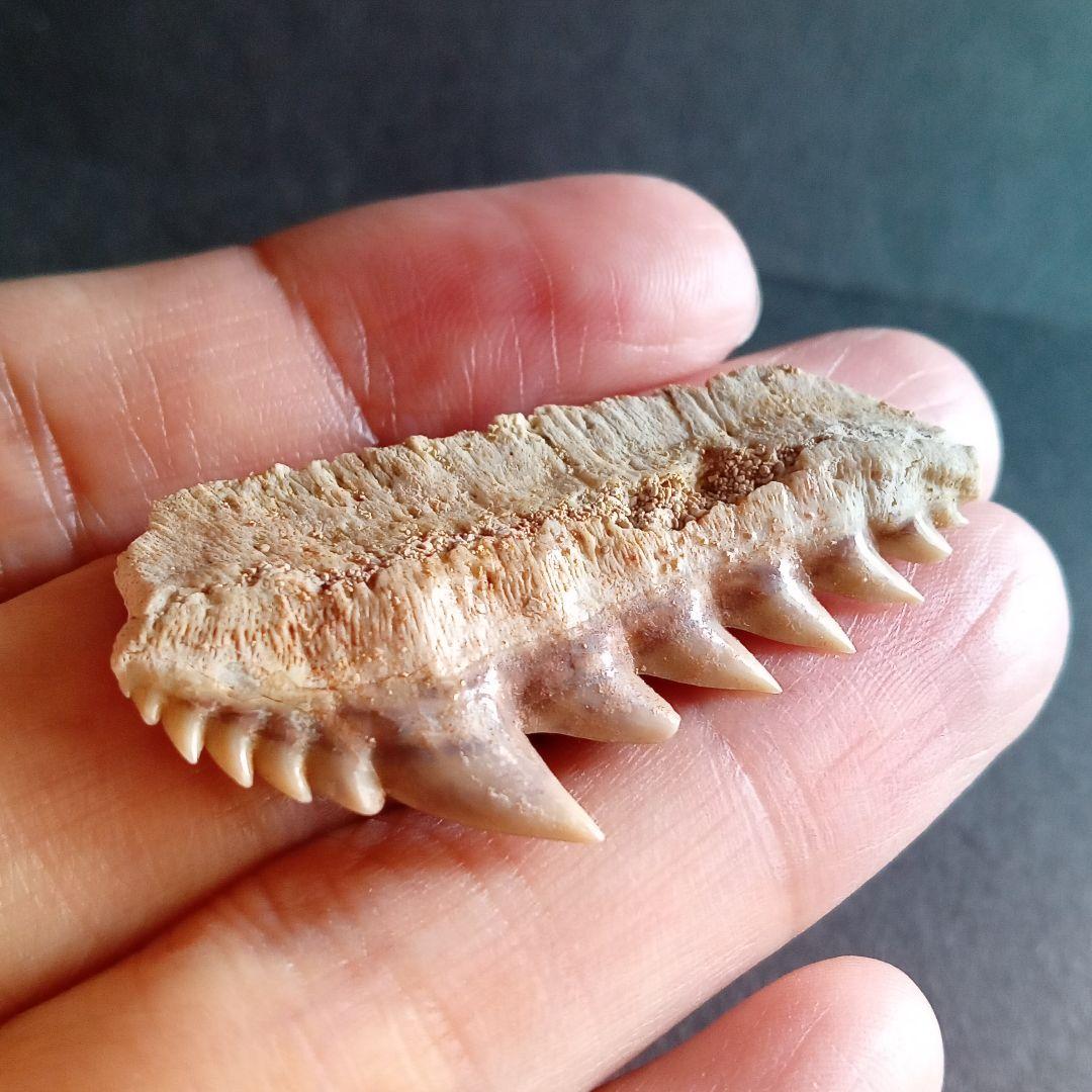 化石 骨格 標本 サメの歯 エビスザメ 希少種 セブンギルシャーク