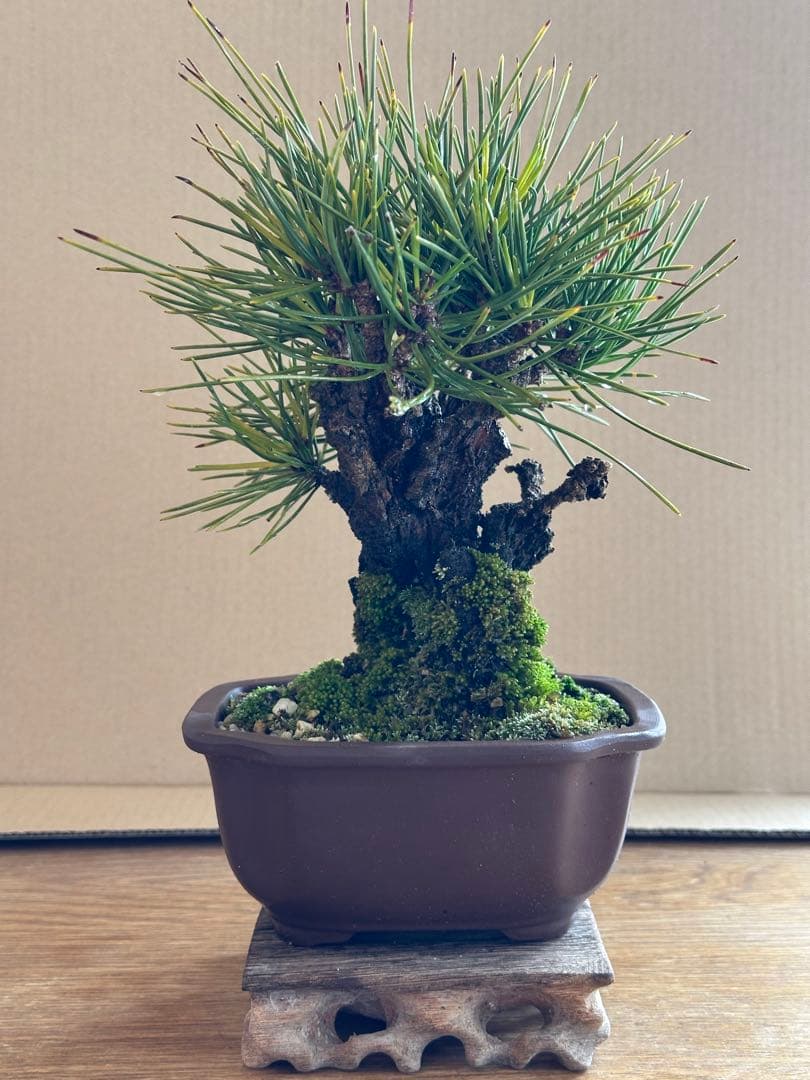 盆栽 小品盆栽 錦松(夢錦)-5 盆栽 松 樹齢5年 渾身の傑作 夢錦 黒松 ミニ錦松 飾りやすく育てやすい