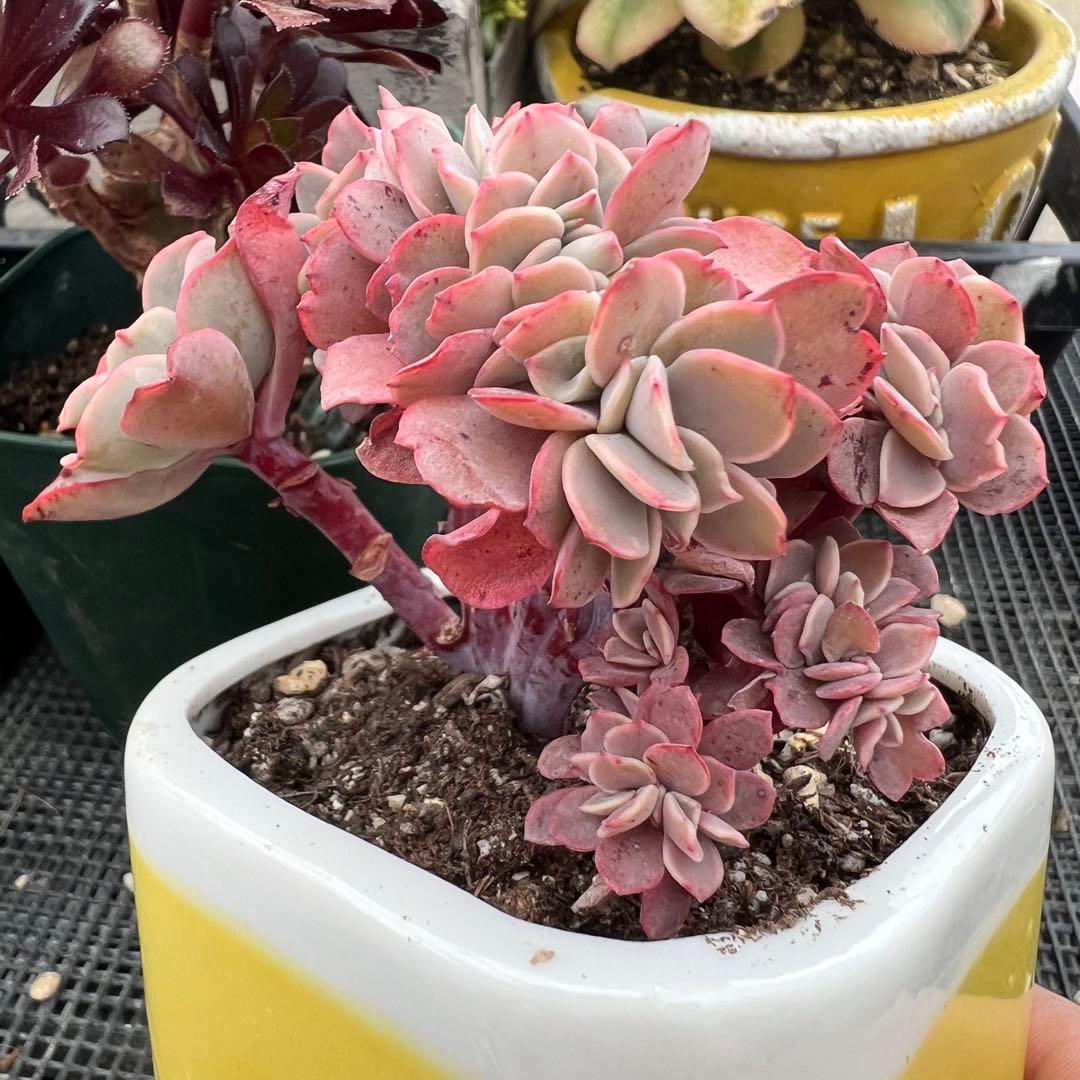 多肉植物♡高砂の翁 綴化 抜き苗 - メルカリ