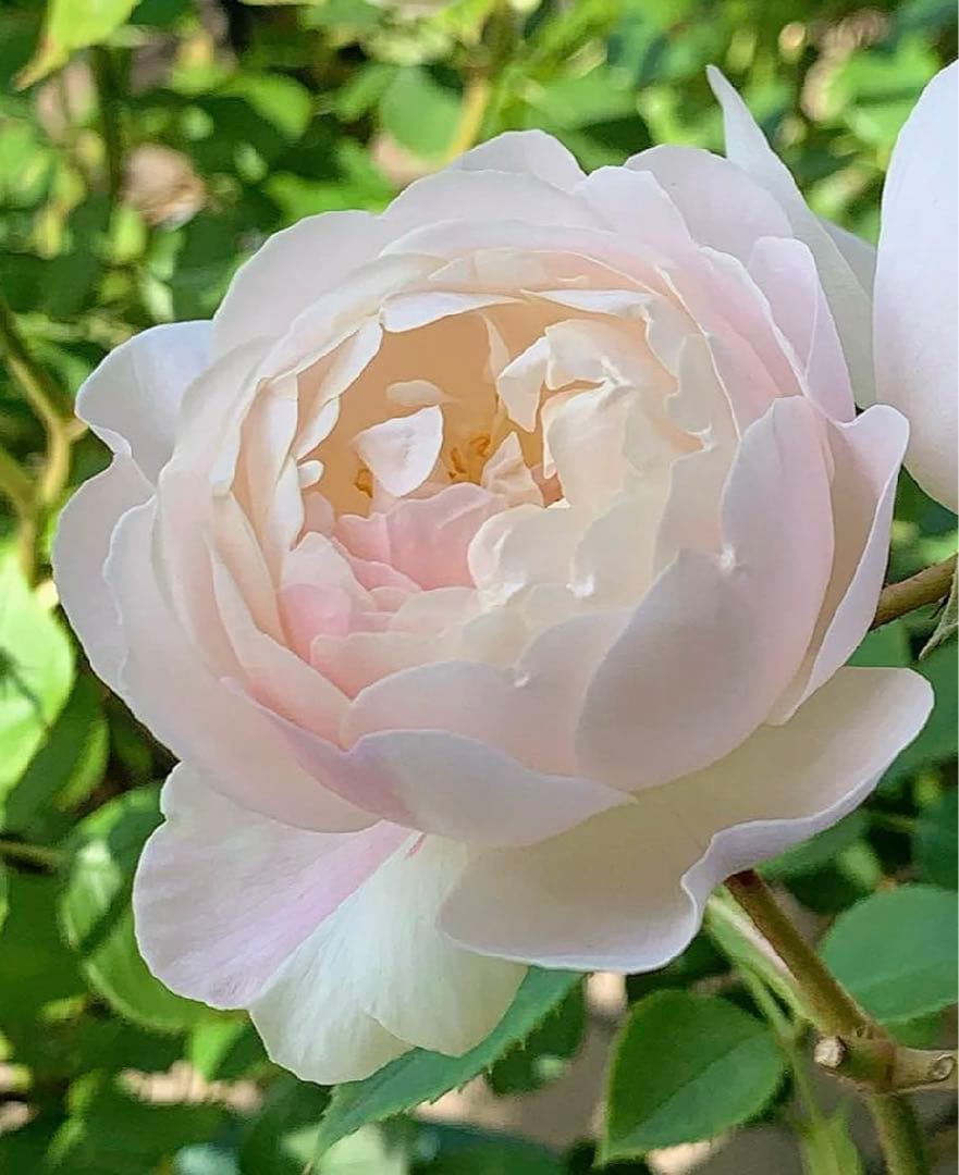 セール！数量、期間限定！お任せバラ挿し穂10種かく各1本