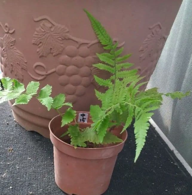 ワケアリ 中⑮ 品種不明シダ