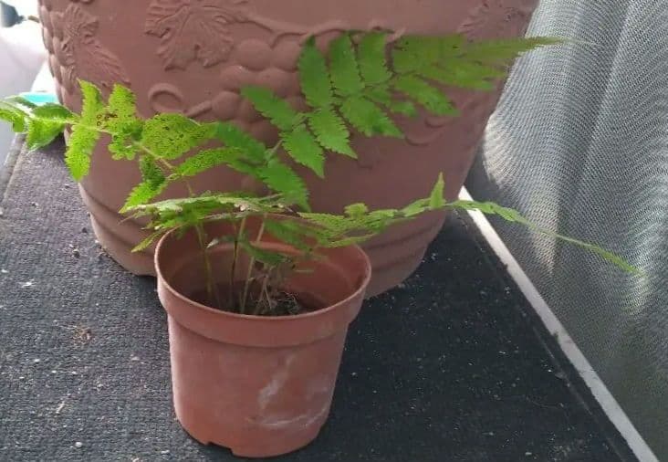 ワケアリ 中⑮ 品種不明シダ