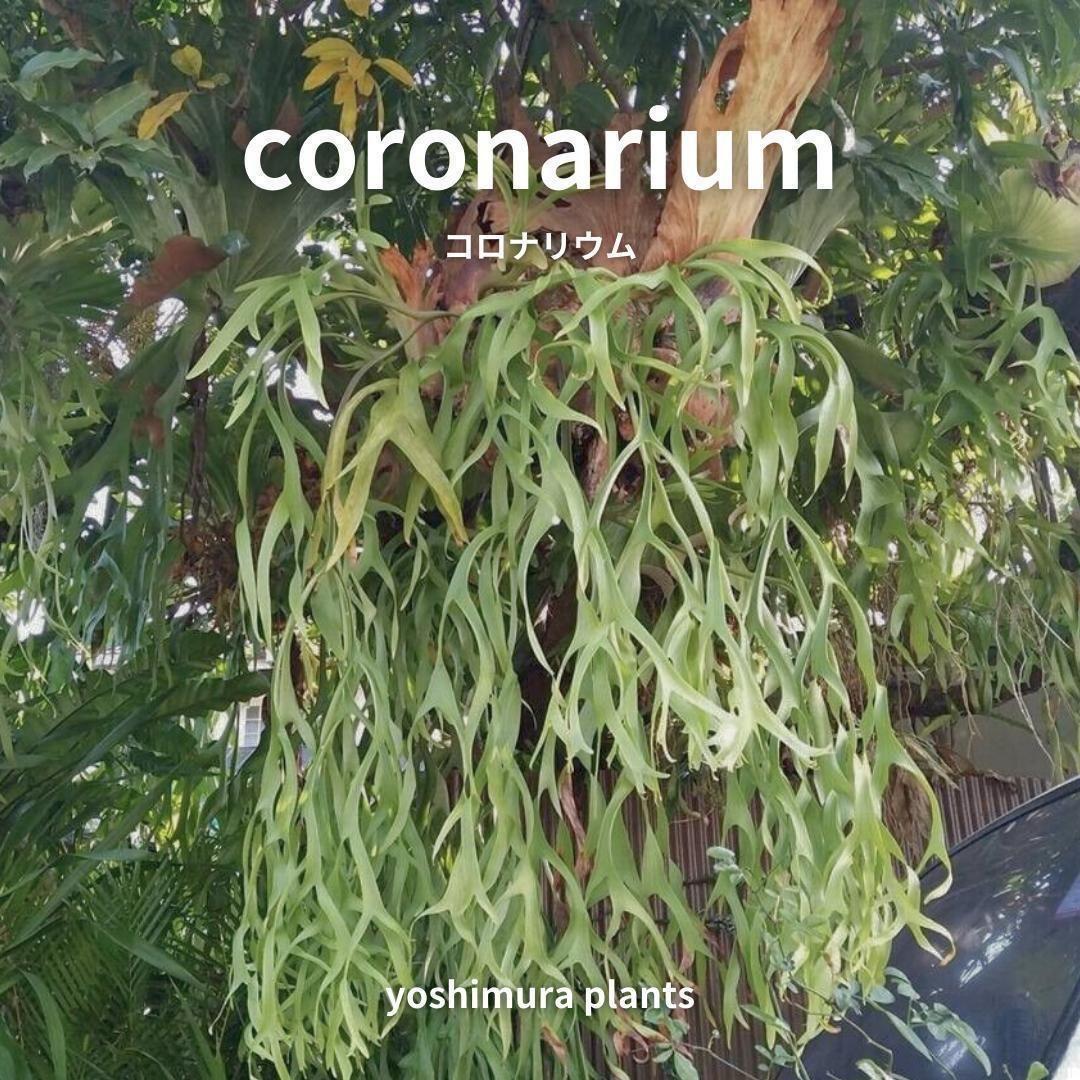 胞子] coronarium コロナリウム ビカクシダ - メルカリ