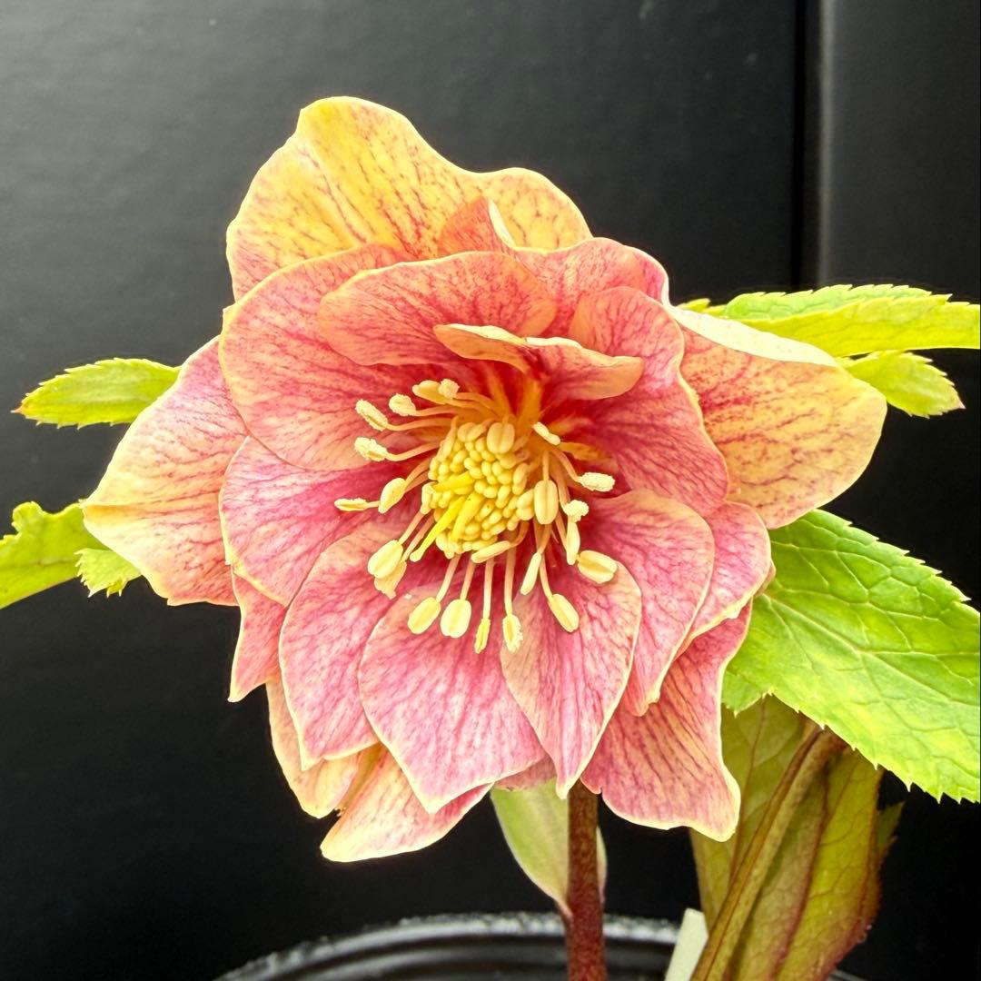 クリスマスローズ 開花株 dd ピンク系 小輪ソレイユF1 - メルカリ