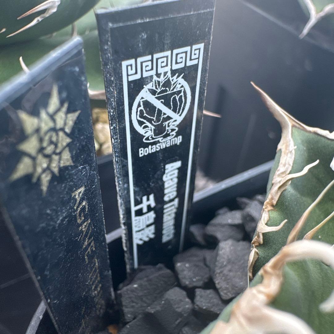 有名趣味家血統】アガベ☆チタノタ☆千鳥影☆子株☆台湾lize⭐︎タグ