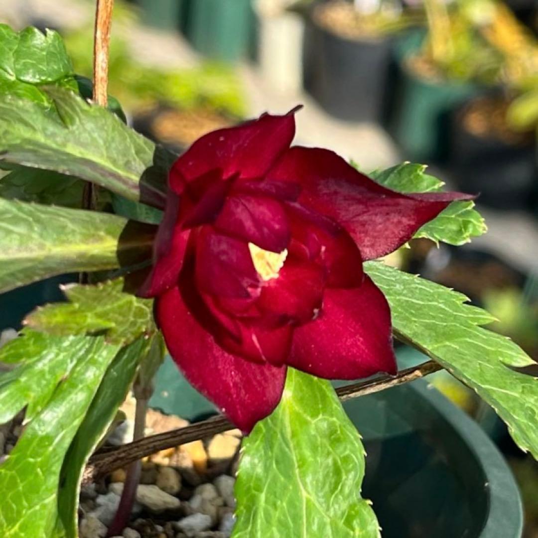 まらぎ ポット発送☘️ラスト☘️❤️セール❤️3154【❤️極上カラー❤️ミスティーク