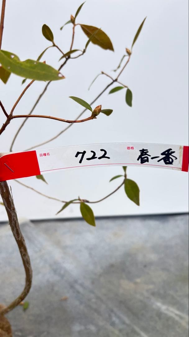 希少 良形の ハルイチバンツツジ 春一番ツツジ 108 樹高90cm位 躑躅