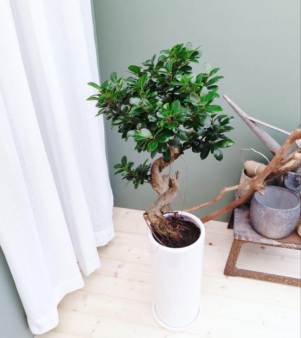 直接引取◾️フィカス・レツーサ ジャンボリーフ ガジュマル観葉植物