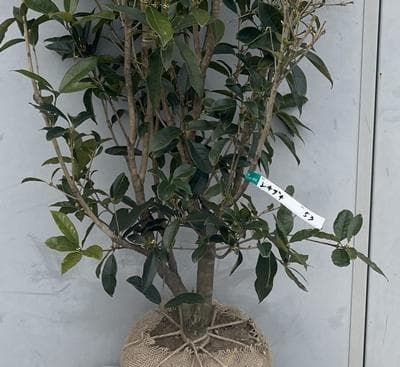 《現品》四季咲きモクセイ　樹高1.4ｍ（根鉢含まず）53【白花/苗木/植木】