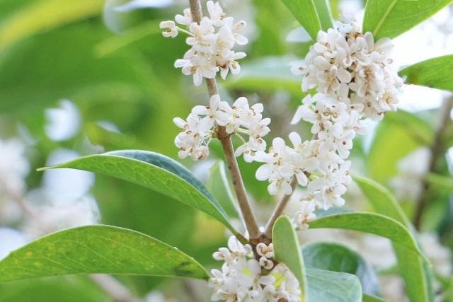 《現品》四季咲きモクセイ　樹高1.4ｍ（根鉢含まず）53【白花/苗木/植木】