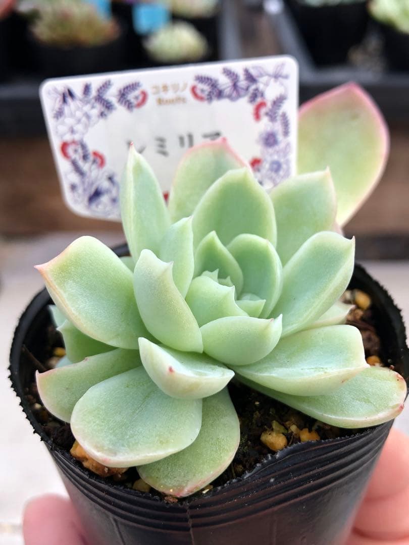 多肉植物 レミリア♡抜き苗(コキリノさん苗) - メルカリ
