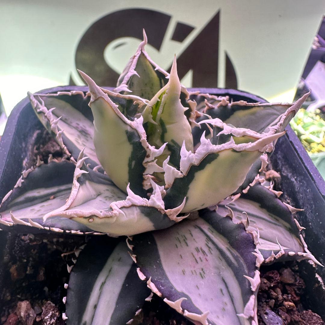 991【上澳園芸】 アガベ チタノタ 狼人錦 安定錦 - メルカリ