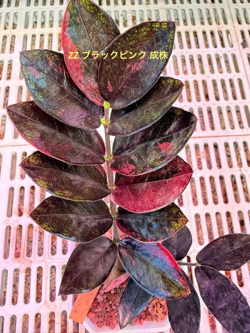 ZZ ブラックピンク ライブディオ ZX仕様売ります 実働 美車両🌙ブラック/ピンク仕様 詳細