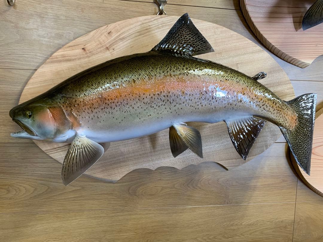 ワイルドスーパーレインボー50オーバー雄三口限定品剥製製作依頼又は