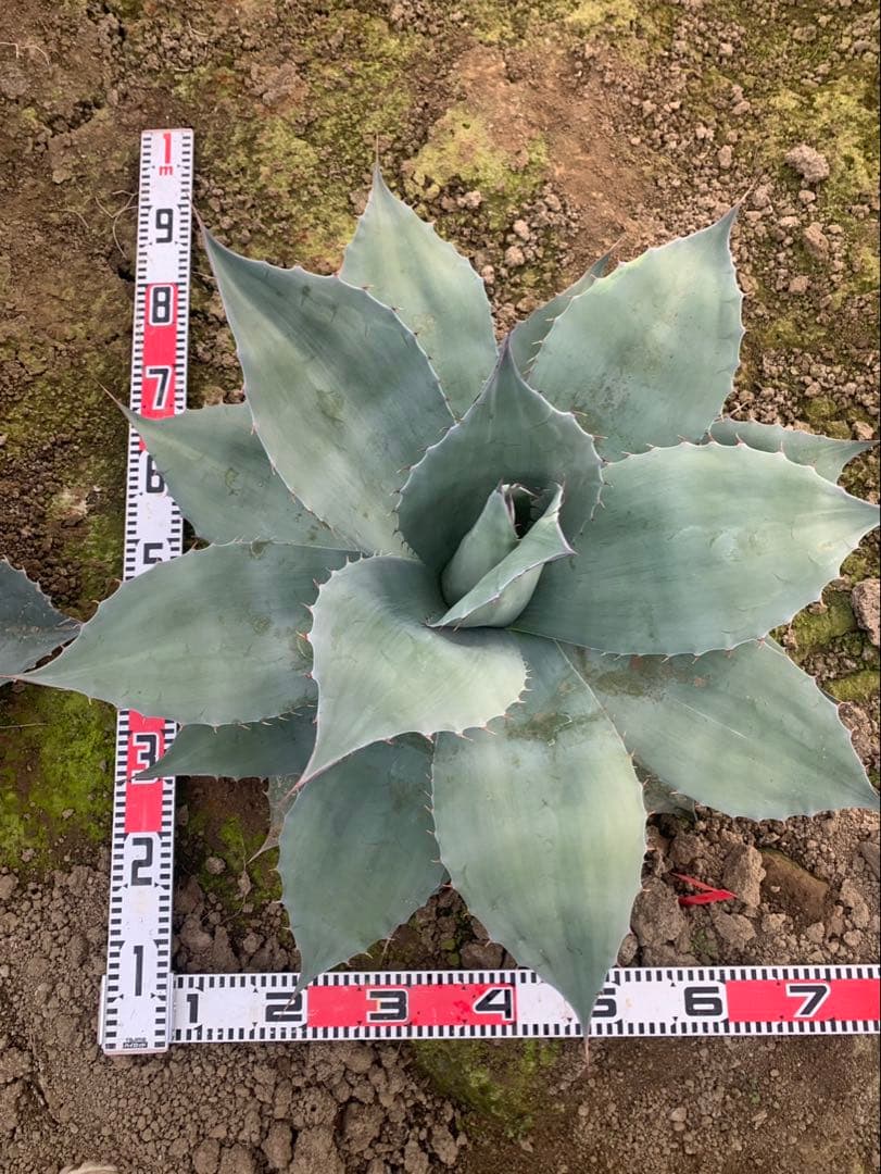 アガベ　オバティフォリア 実生　2 アガベ・オバティフォリア（Agave ovatifolia）の育て方