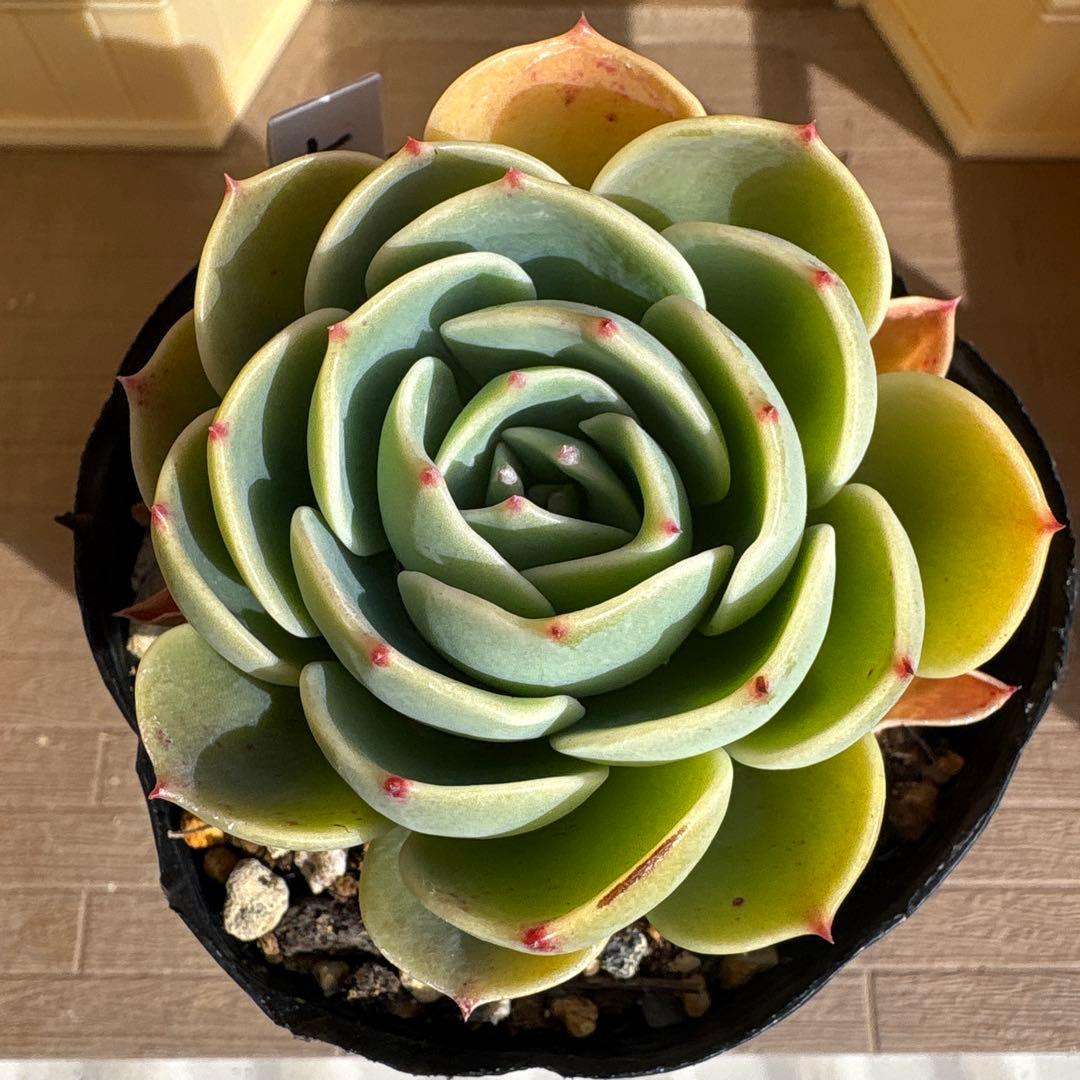 七福神 抜き苗 多肉植物 - メルカリ