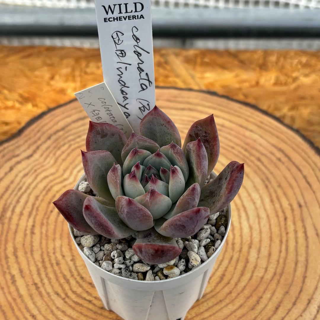 35.【札付き】石田コロラータ×臼田リンゼアナ サボテン相談室 多肉 エケベリア 多肉植物 コロラータ(堀川)×コロラータ(M) サボテン相談室 サボ相