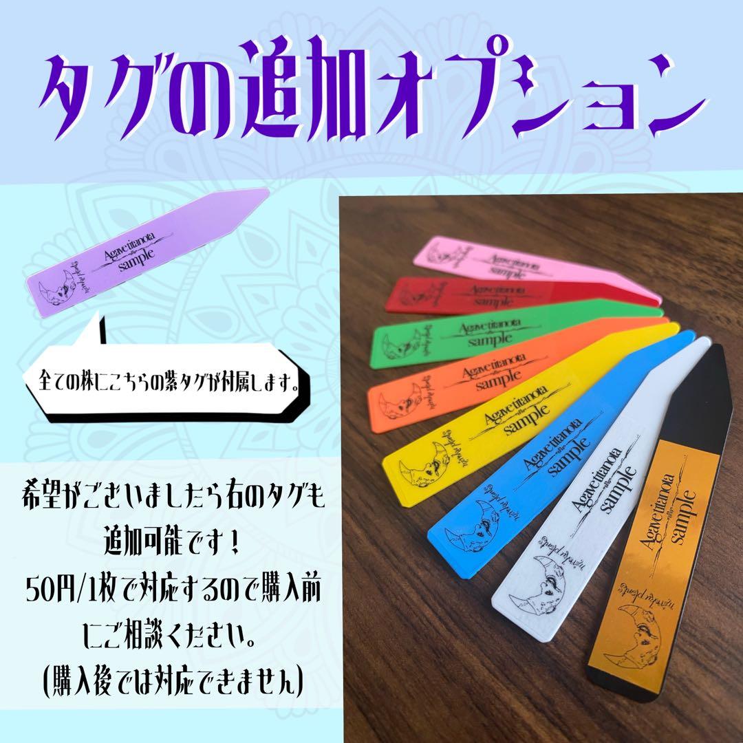 2137 【鉢のまま発送】 アガベ ホリダ - メルカリ