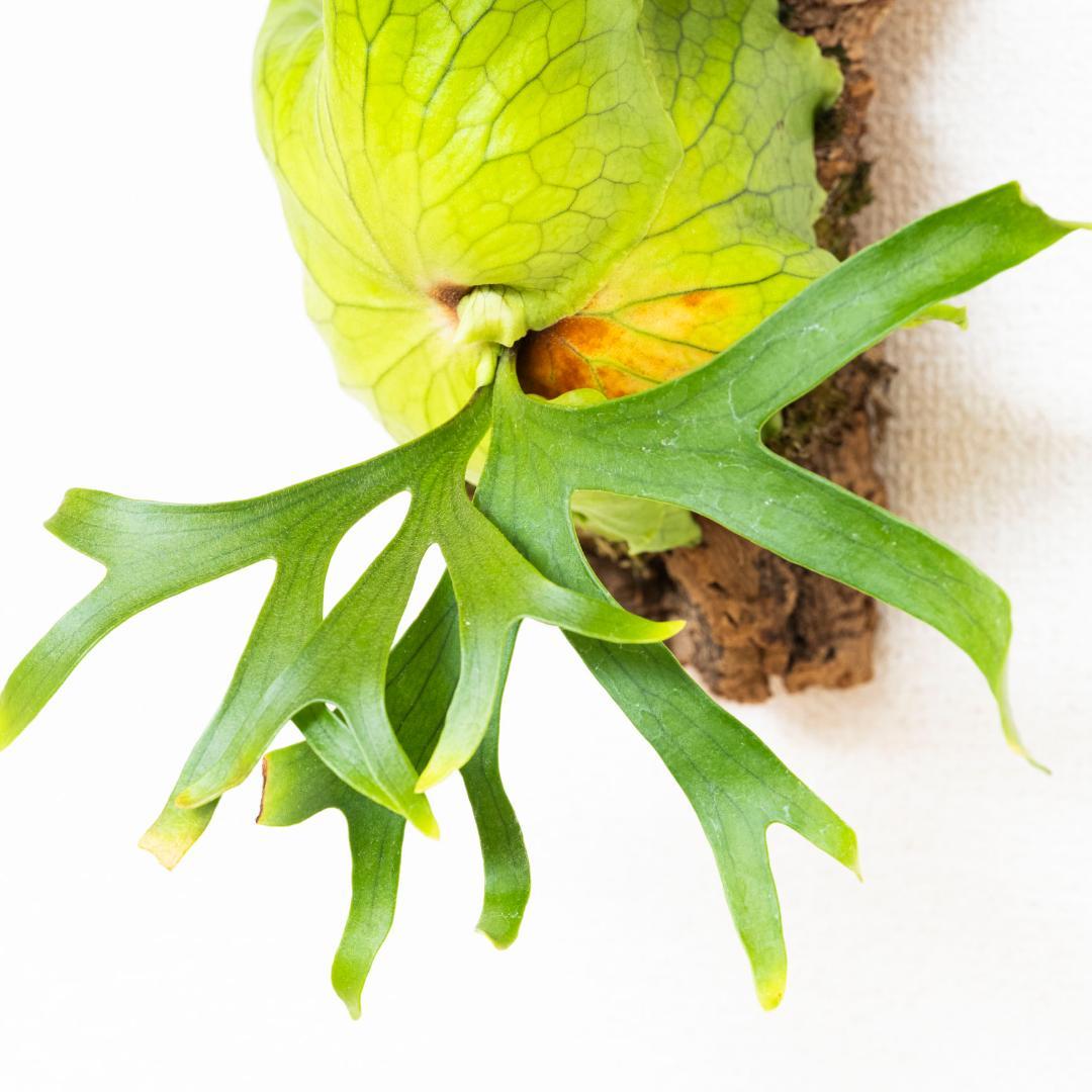 美株・コルク仕立て】ビカクシダ コロナリウム フィリピネス（タグ付き