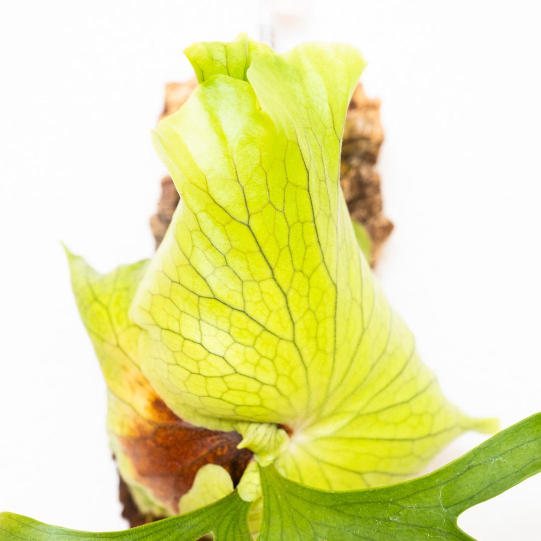 美株・コルク仕立て】ビカクシダ コロナリウム フィリピネス（タグ付き