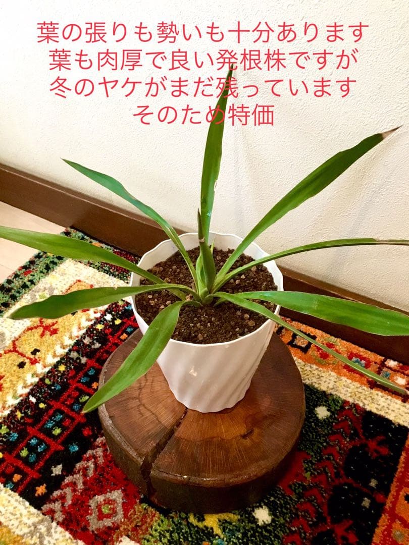 完売　発根済み超優良株＊根は頑丈で巨大【ユッカ グロリオサ/アツバキミガヨラン】