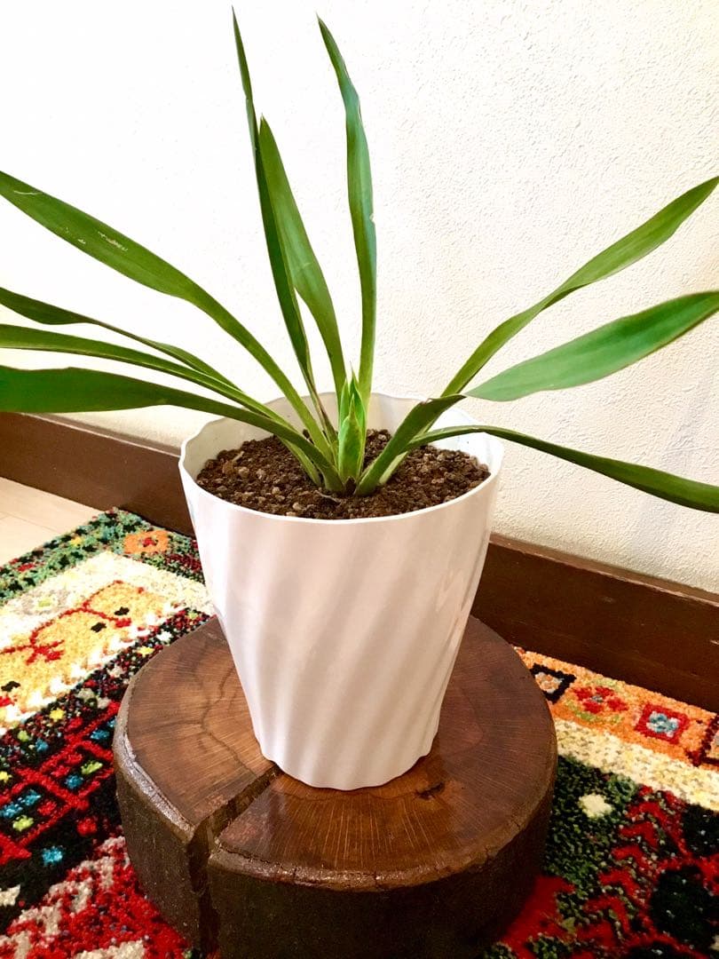 完売　発根済み超優良株＊根は頑丈で巨大【ユッカ グロリオサ/アツバキミガヨラン】