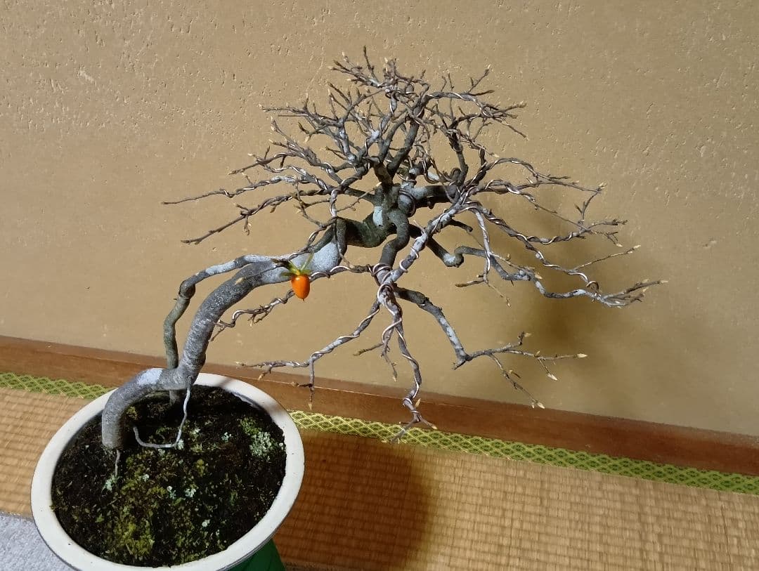 展示会出品可能‼️老爺柿盆栽‼️ ‼️再値下げ‼️ - メルカリ