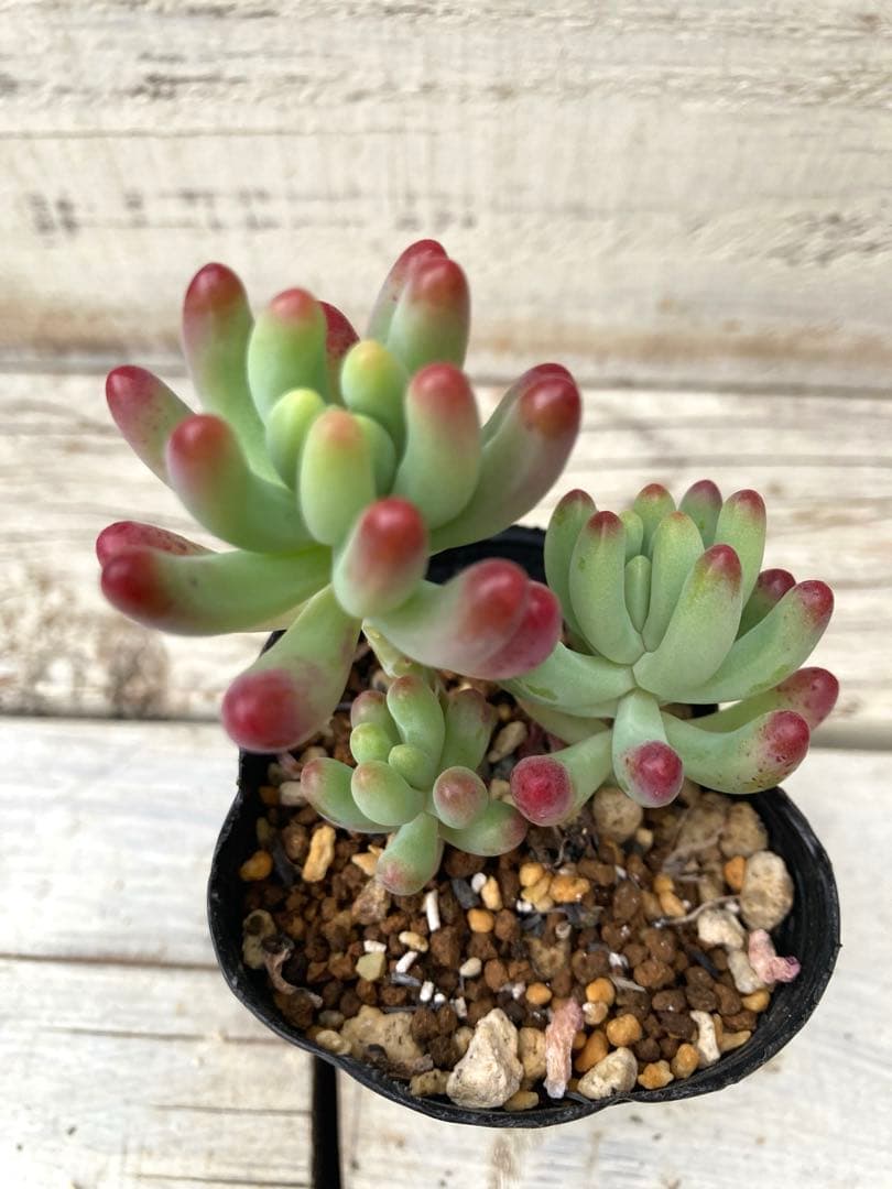 多肉植物抜き苗 乙女心 - メルカリ