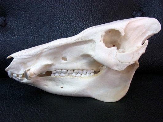 アフリカ便！高品質 ブッシュピッグ（カワイノシシ ）頭骨 アフリカ便！高品質 ブッシュピッグ（カワイノシシ ）頭骨 - メルカリ