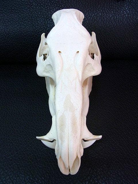アフリカ便！高品質 ブッシュピッグ（カワイノシシ ）頭骨 - メルカリ